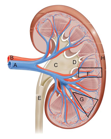 Kidney Diagram Quizlet
