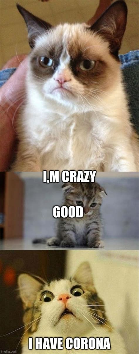Image Tagged In Memesgrumpy Catscared Catsad Kitten