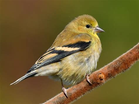 American Goldfinch Ebird