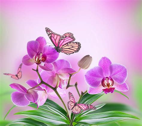 Orchids Bonito Butterflies Flowers Pink Hd Wallpaper Peakpx