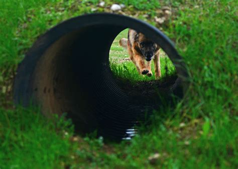 Mission Spotlight: Real life Shaggy and Scooby-Doo > U.S. Air Forces in
