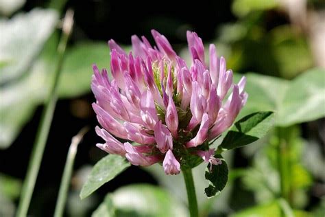 What Is A Red Clover Lawn