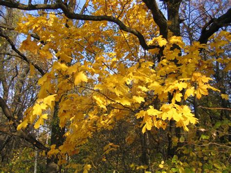 Autumn Bright Yellow Maple Tree Stock Photo Image Of Season Flora
