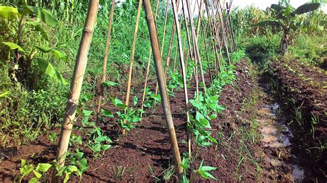 Kacang memiliki musim tumbuh yang panjang dan diperlukan 100 hingga 130 hari tanpa salju untuk tumbuh mapan. Agritani: BUDIDAYA KACANG PANJANG