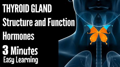 Thyroid Gland Structure Function And Hormones Overseas Doctor