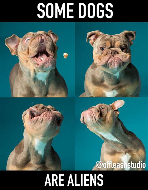 Some Dogs Are Aliens Dog Photograph Dog Portraits Dog Photography