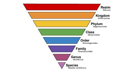 The Taxonomic Hierarchy Diagram