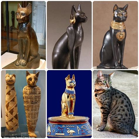 Ancient Egyptian Cats Travel Before Its News