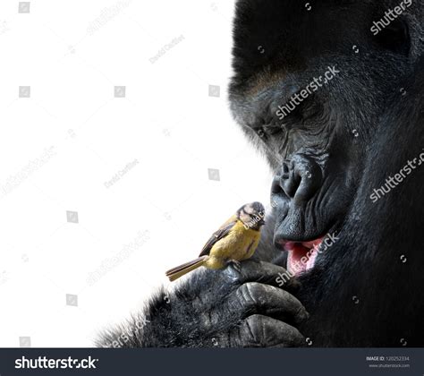 29 Imágenes De Gorillas Kissing Love Imágenes Fotos Y Vectores De
