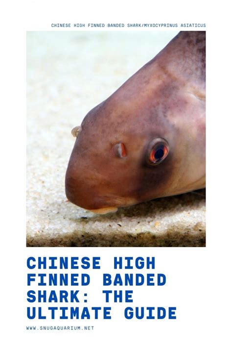 Chinese High Finned Banded Shark The Ultimate Guide