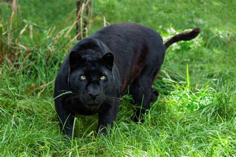 Ghost Of Forest Black Panther Spotted In Odisha