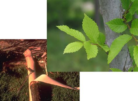 Slippery Elm Ulmus Rubra United Plant Savers