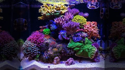 Nano Tank Dream Sps Wonder Of Florida 35 Gallon Reef Aquarium