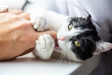 Cat Love Bites What Do They Mean And Why Do They Happen In 2020
