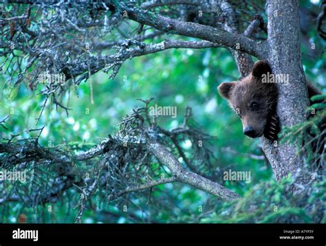 Usa Alaska Katmai Np Grizzly Bear Cub Ursus Arctos Rests In Black