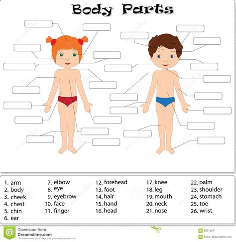 My Body Parts Educational Infographic Kids Poster Vector Template Cute