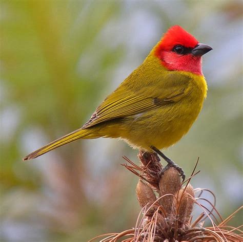 Red Headed Tanager Beautiful Birds Passerine Bird Painted Bunting