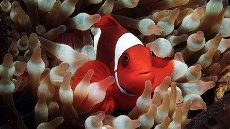 And what will come after led? Clown Fish HD Wallpapers