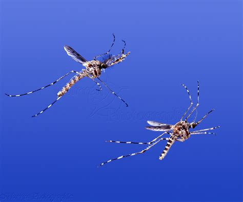 Mosquitoes In Flight Photo Wp04687