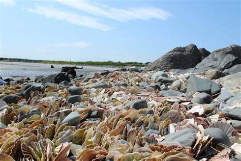 Przepis Na Portavogie Bay Beach Wędrówki Po Kuchni Katalogsmakówpl