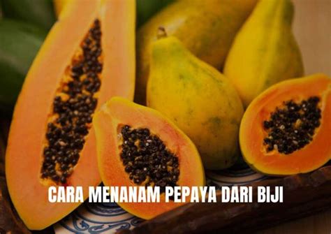 Cara Menanam Pepaya Dari Biji