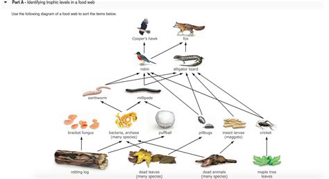 Trophic Level Diagram Photos Cantik