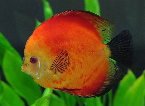 Royal Red Discus Symphysodon Sp Tropical Fish Keeping