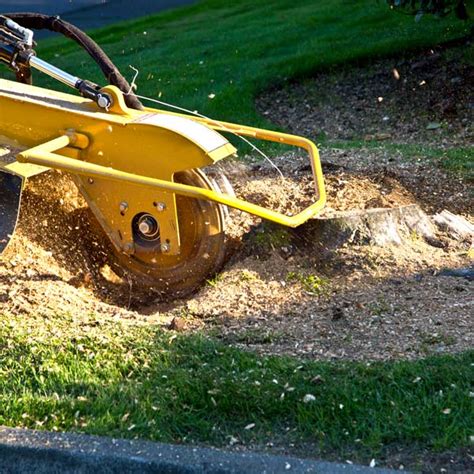 Stump Grinding Dagsboro De Lawsons Tree Service And Landscaping
