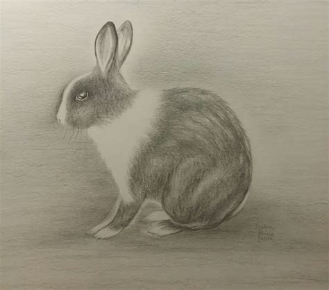 Rabbit Pencil Drawing Rabbitdrawing Rabbitart Pencil Pencilart
