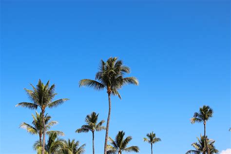 Free Stock Photo Of Tops Of Palm Trees On Clear Blue Sky