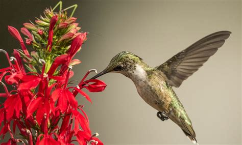 Do Hummingbirds Feed On Insects Extension Entomology