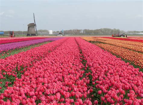 Dutch Tulip Fields Blossoming Peter Hessels Flickr