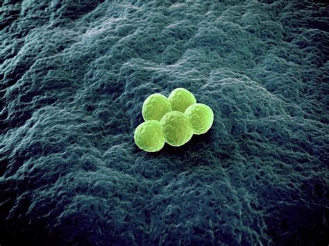 Mrsa Bacteria Photograph By Scieproscience Photo Library Fine Art