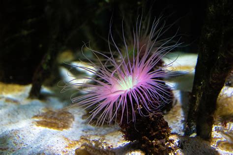 10 Best Flower Underwater Products Review And Buying Guide For A