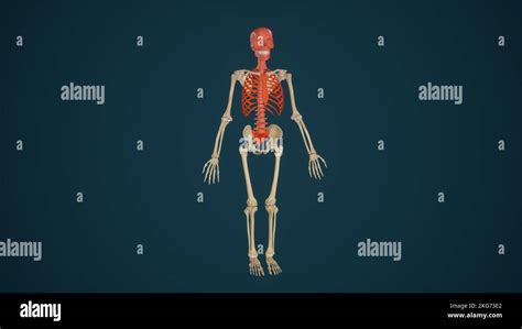 Anatomía Del Esqueleto Axial Coloreado Fotografía De Stock Alamy