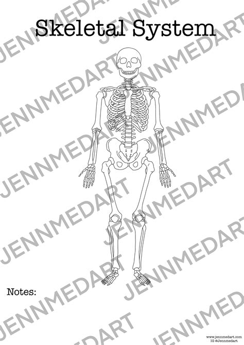 Skeletal System Anatomy Coloring Page Blank Digital Download Etsy