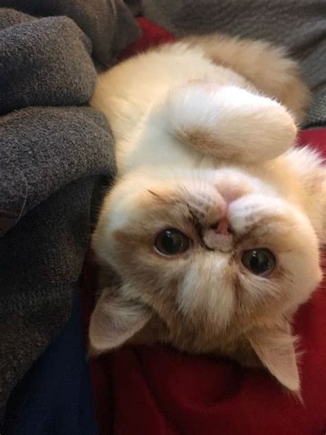 Exotic Shorthair Cats For Sale Reno Nv 316905
