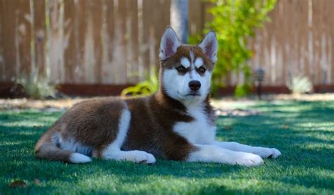 Siberian Husky Dog Breed Info And Characteristics The Dogs Journal