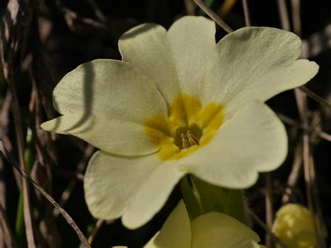Primrose Thrum A Flower Of The Primrose Primulavulgari Flickr