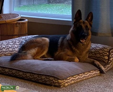 Stud Dog Pure Bred Akc Top Blood Line German Shepherd Breed Your Dog