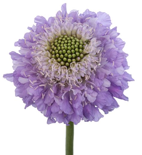 Scabiosa Lavender Florexpo Catalog