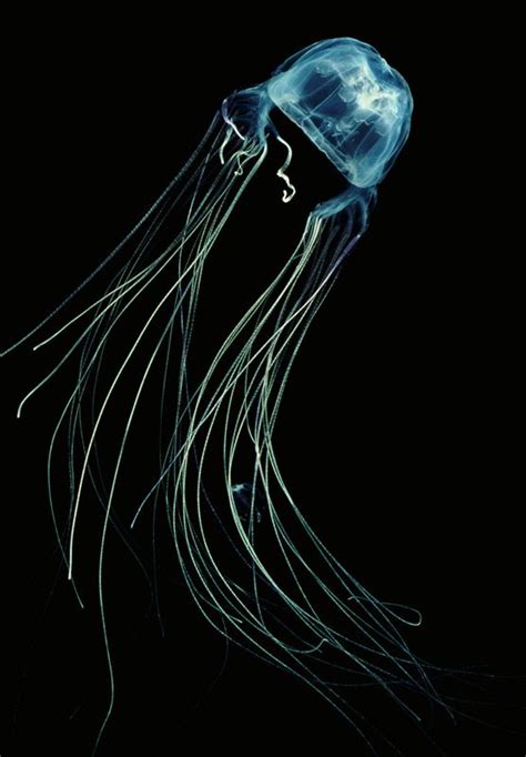 What Is The Natural Habitat Of The Box Jellyfish Paperwingrviceweb