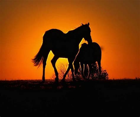 ✓ free for commercial use ✓ high quality images. Sunset | Horses, Horse silhouette, Animals beautiful