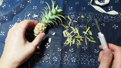 Asmr Cutting Baby Pineapple Youtube