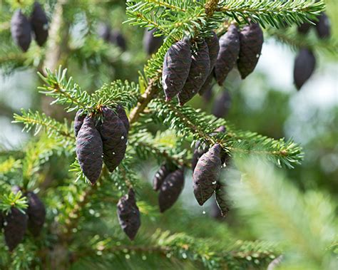 Black Spruce Eek Wisconsin