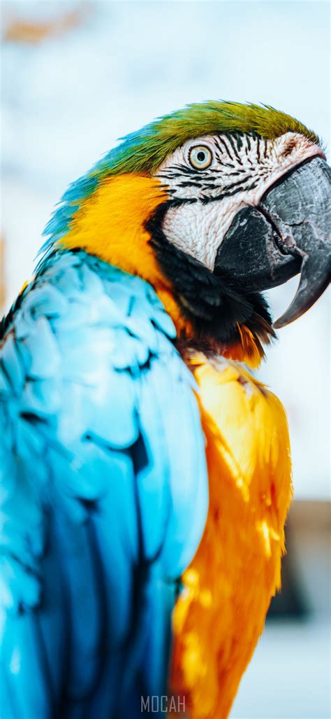548648 3840x2160 Parrot 4k Download Hd Rare Gallery Hd Wallpapers