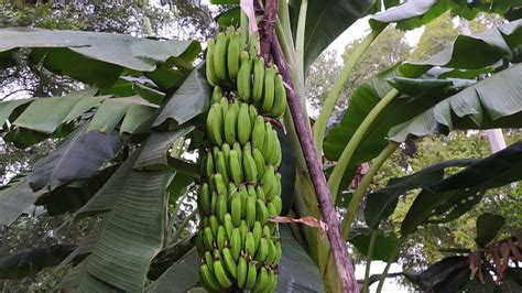 Organic Banana Farming In At Our Farm 😍 Banana Farming 🍌