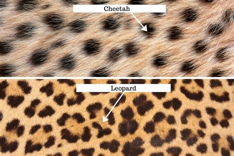 Cheetah Vs Leopard How To Tell The Two Cats Apart