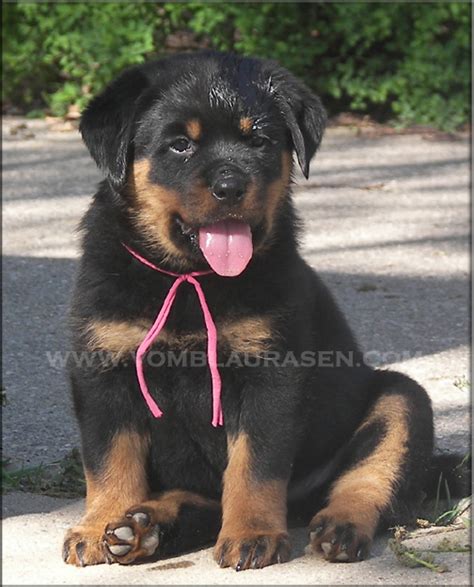808 592 просмотра 808 тыс. Rottweiler puppies kentucky | Dogs, breeds and everything about our best friends.