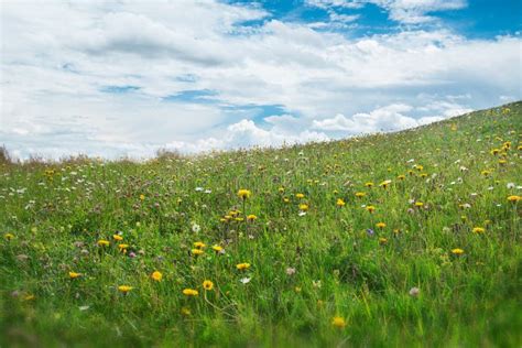 Alp Meadow With Cloudy Sky Stock Photo Image Of Colorful 42571970